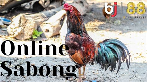 sabong forum|live sabong.